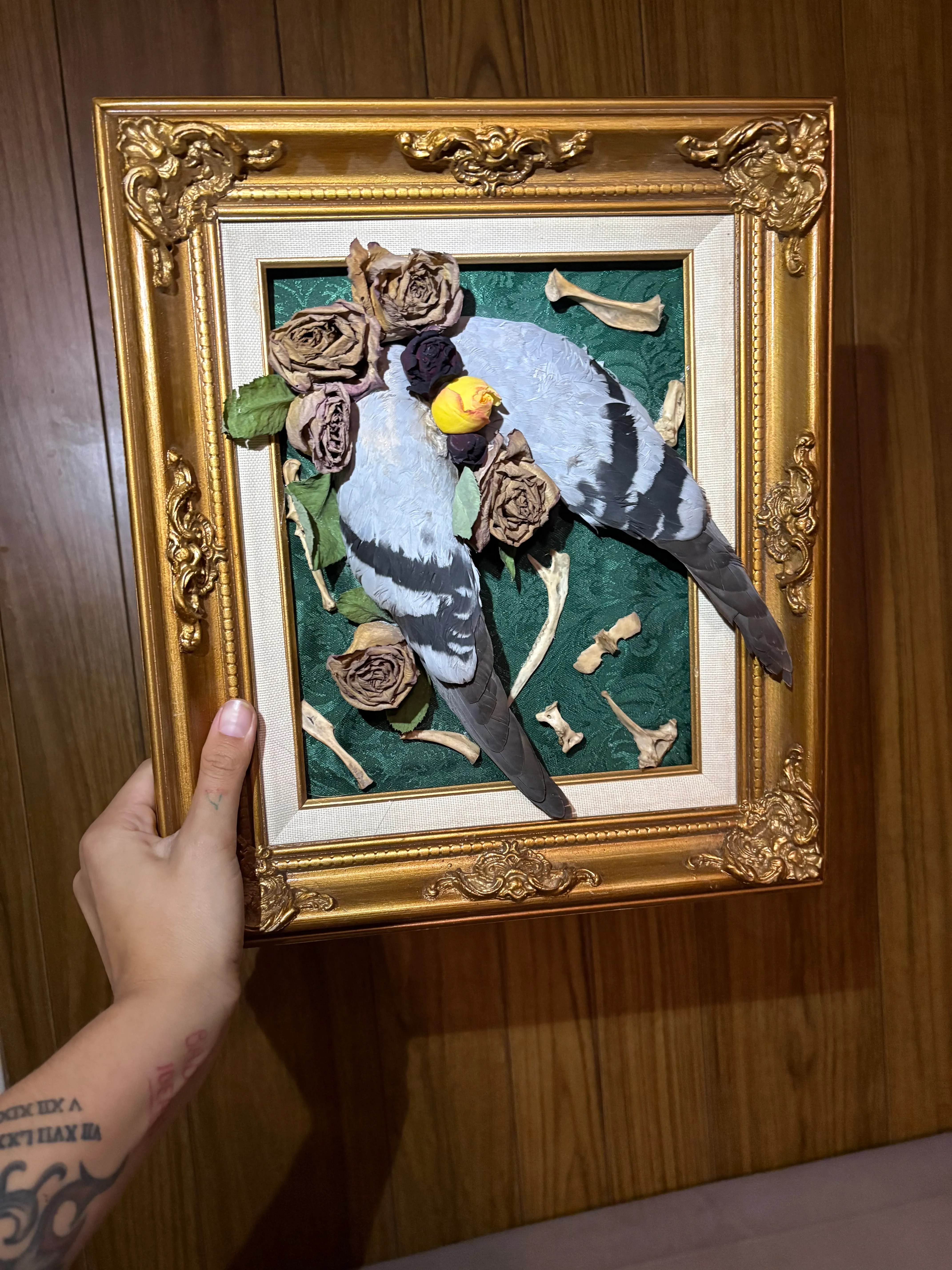 Cockatiel · Framed