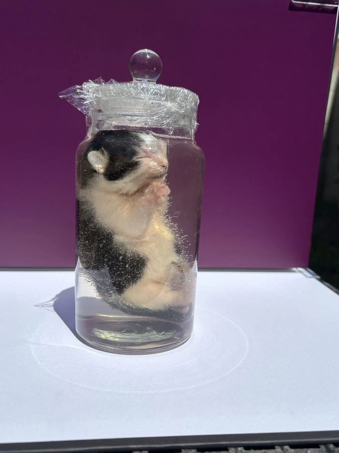 Specimen · Sealed
