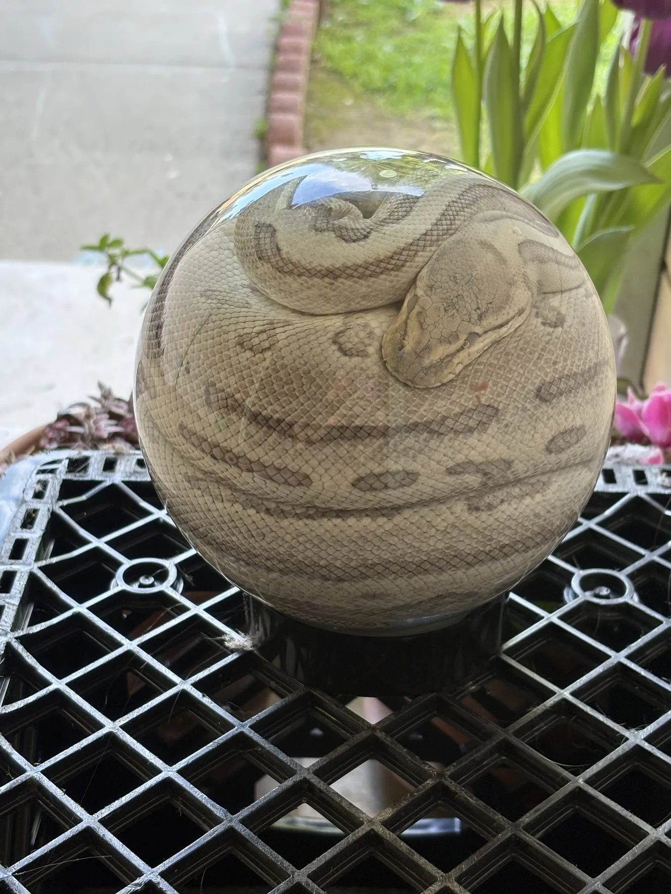 A snake coiled into a sphere