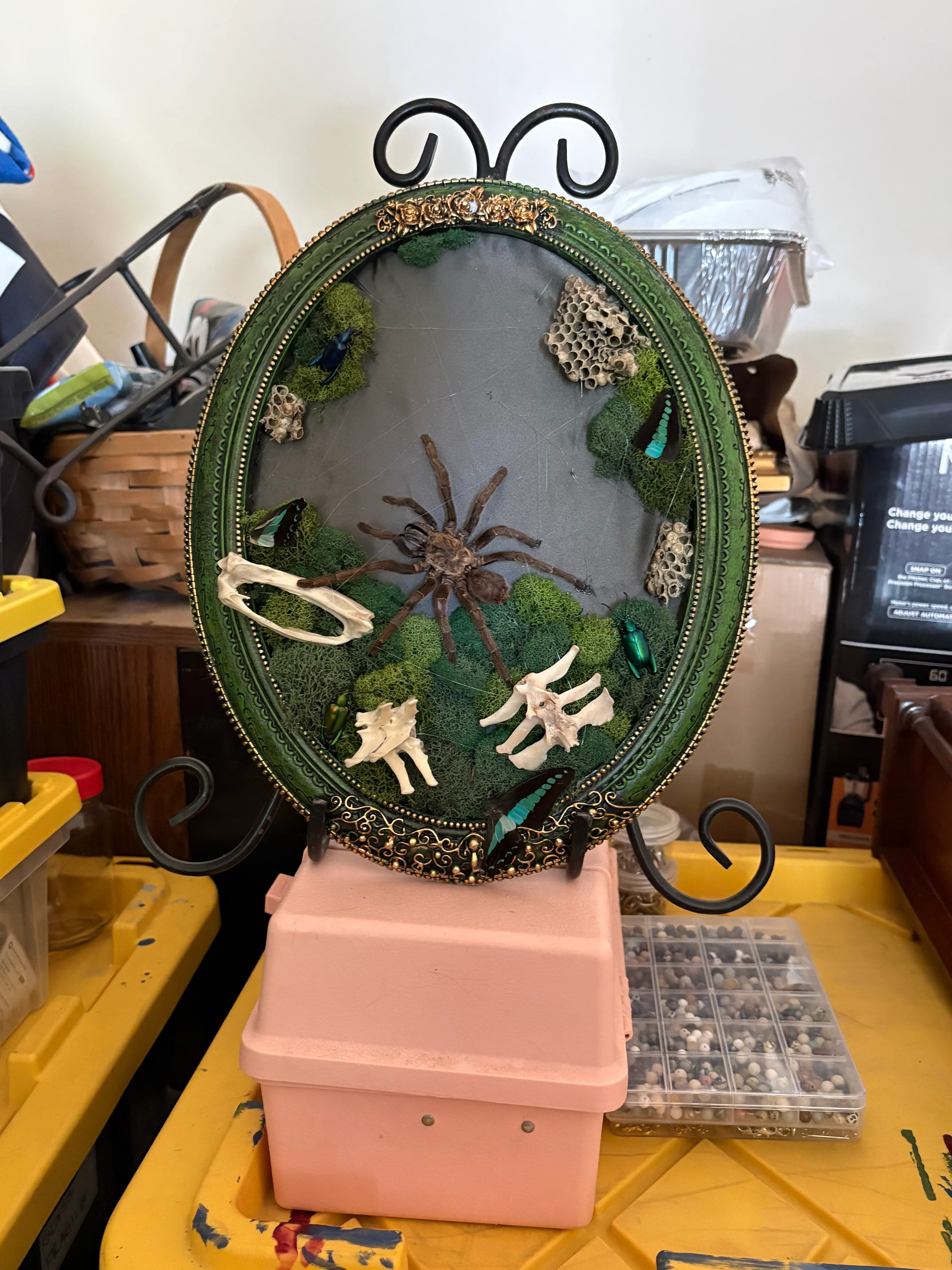 Tarantula · Framed